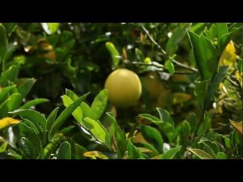 how to harvest meyer lemons
