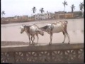 visit in saint louis, senegal.langue de barbarie.find macimaci56 travel videos.