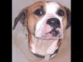adopt-a-shelter-cat-or-dog.html