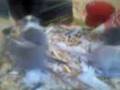 videos de bébés Abby et Laslo