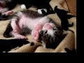 1 week old munchkin kitten being cute