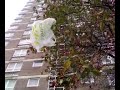 Waitrose bag