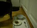 Grey Kitty Feeding Time At The Zoo Pt1