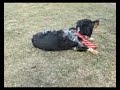 silly dog tricks