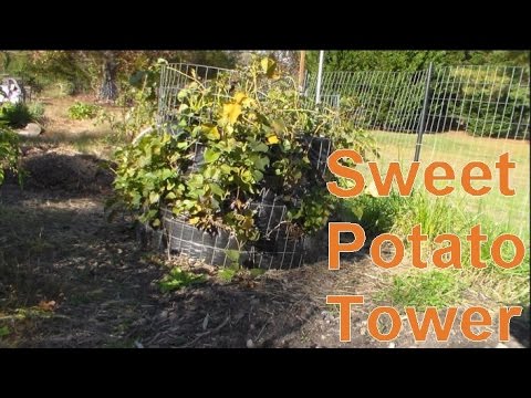how to harvest sweet potatoes and store
