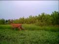 nice pair of bucks