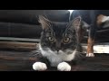 Kratos - one of our two cats and Lou, our dog