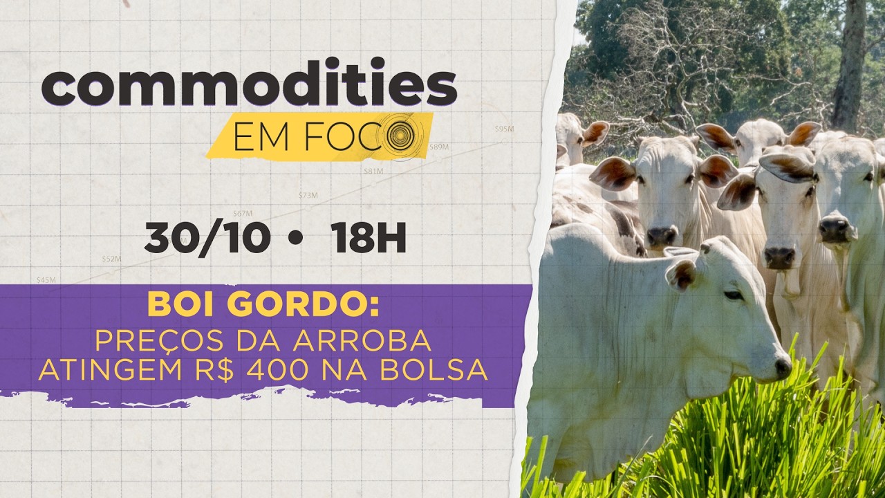 Boi gordo: o que explica a arroba acima de R$ 400 na B3? | Commodities em Foco