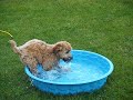 Wheaten Puppy Pool Time