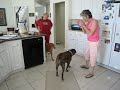 Patty - Boris - Pitbull Dog Socializing Patty - Boris - Pitbull Dog Socializing