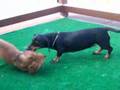 Dachshund Dog FIGHT!!!!