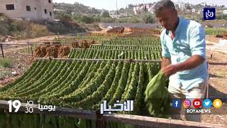 قرية يعبد في جنين تشتهر بزراعة التبغ وإنتاج السجائر - (2-9-2017)