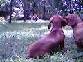 who let the dogs out!? who let the dogs out!?