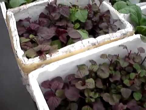 how to grow ngo om
