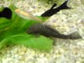 ancitrus-multispinis-zbrojnik-niebieski-.html