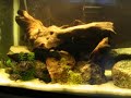 Convict Cichlid fry 17 months later Convict Cichlid fry 17 months later