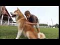 Dogs 101 - Akita