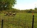 Psyche Herding