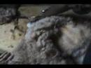 True Vineyard Ministries - Sheep Shearing in Rwanda - 5