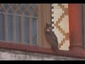 Great Horned Owl on Flagler College in St. Augustine Great Horned Owl on Flagler College in St. Augustine