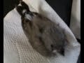 Baby Zebra Finch Napping