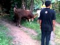 Sapi Qurban 2010.mp4