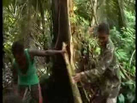 Wild Boards - Papua New Guinea