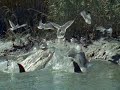 Dolphin Teamwork