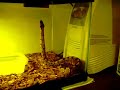 Down the Hatch