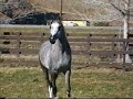 ARABIAN STALLION TF SIR PRIZE - TURNED OUT ARABIAN STALLION TF SIR PRIZE - TURNED OUT