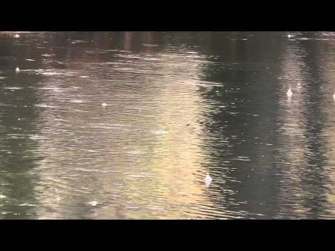 how to provide water for birds in winter