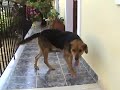 the dog
