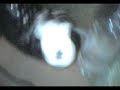 Hamster challenge 1