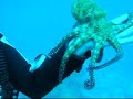 Krake, Octopus catch Maldedives 1