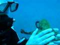 Krake, Octopus catch Maldedives 1