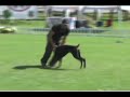 Haus di G�tterberg Dobermanns in Action