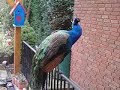 Pfau im Garten (Peacock in the Garden Pfau im Garten (Peacock in the Garden