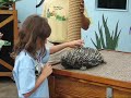 Echidna (Spiney Anteater)
