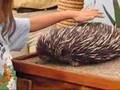 Echidna (Spiney Anteater)