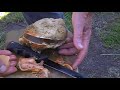 scallop cleaning