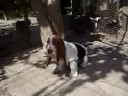 bassets 2