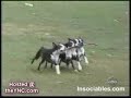 perro