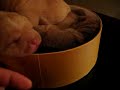 Sharpei
