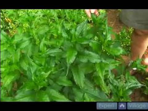 how to transplant obedient plant