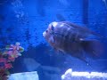 1930 Blue Dragon Flowerhorn WJY Confucius 1930 Blue Dragon Flowerhorn WJY Confucius