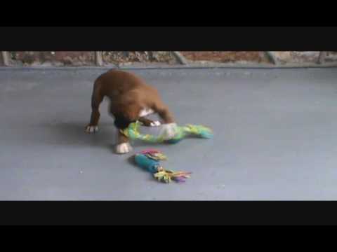 A Video of Baxter Playing