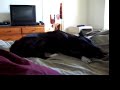 Crazy Dog