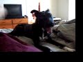 Crazy Dog