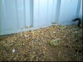 Baby quails Baby quails