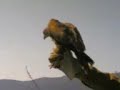 Liberazione di una poiana a  castrolibero!!!